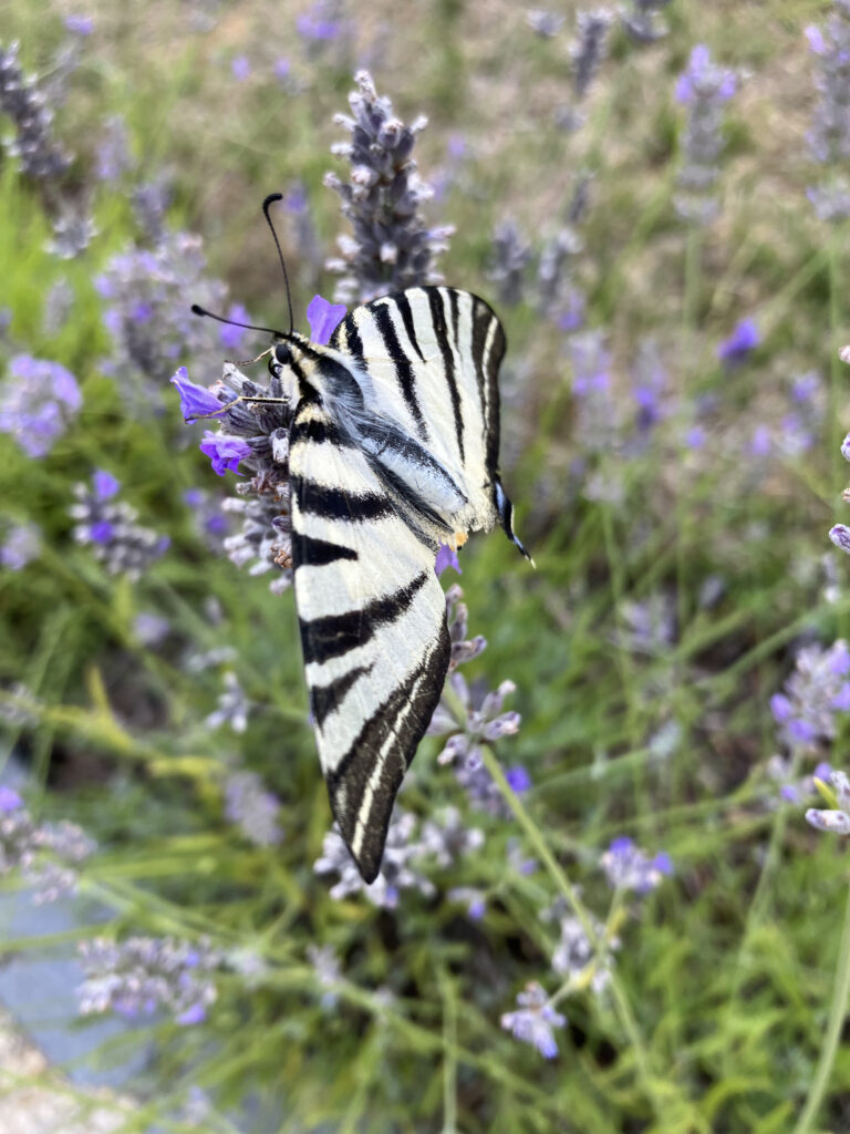 Butterfly transformation © Benedicte Verley