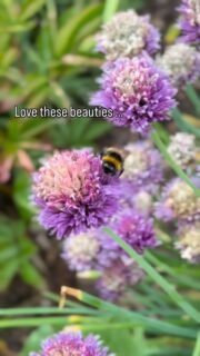 There’s nothing like a garden … love all these critters. #garden #bee #lovetheplanet